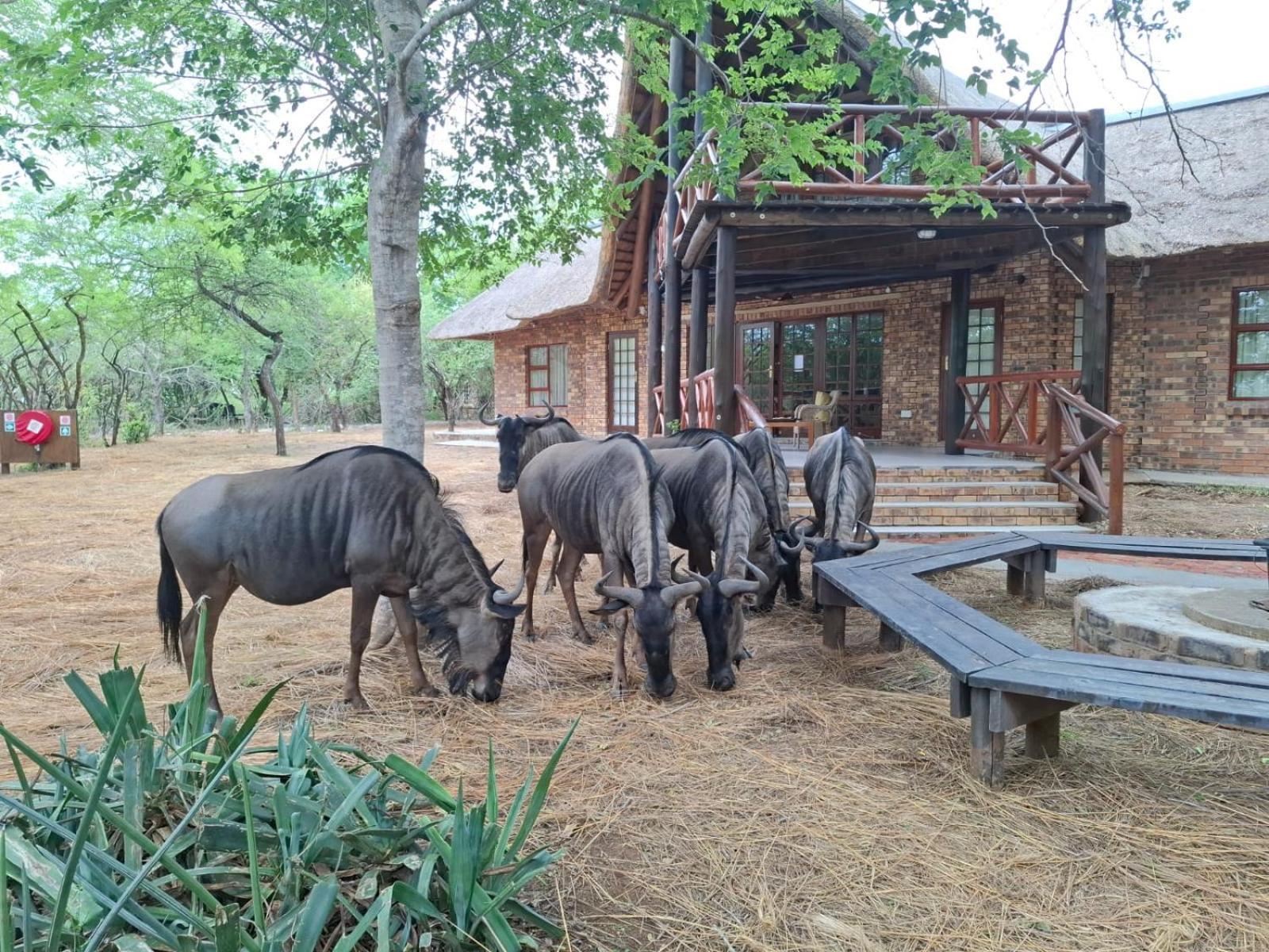 Kruger Riverside Lodge - No Load-Shedding Marloth Park Zewnętrze zdjęcie
