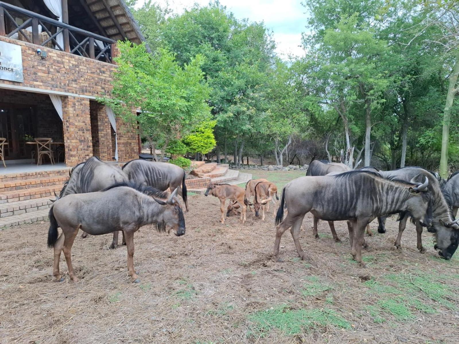 Kruger Riverside Lodge - No Load-Shedding Marloth Park Zewnętrze zdjęcie