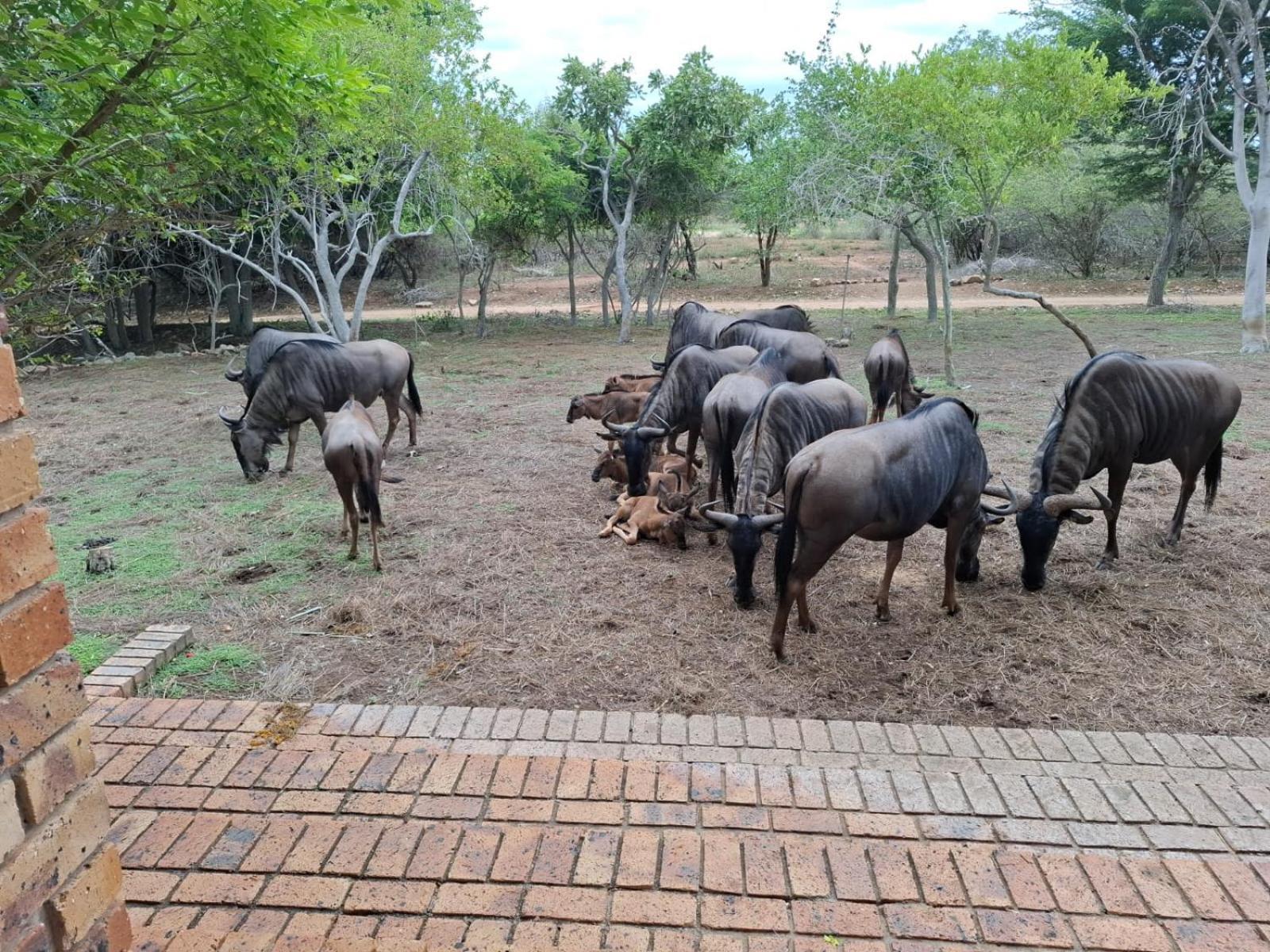 Kruger Riverside Lodge - No Load-Shedding Marloth Park Zewnętrze zdjęcie