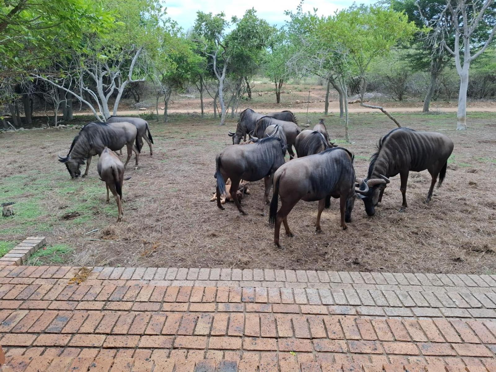 Kruger Riverside Lodge - No Load-Shedding Marloth Park Zewnętrze zdjęcie