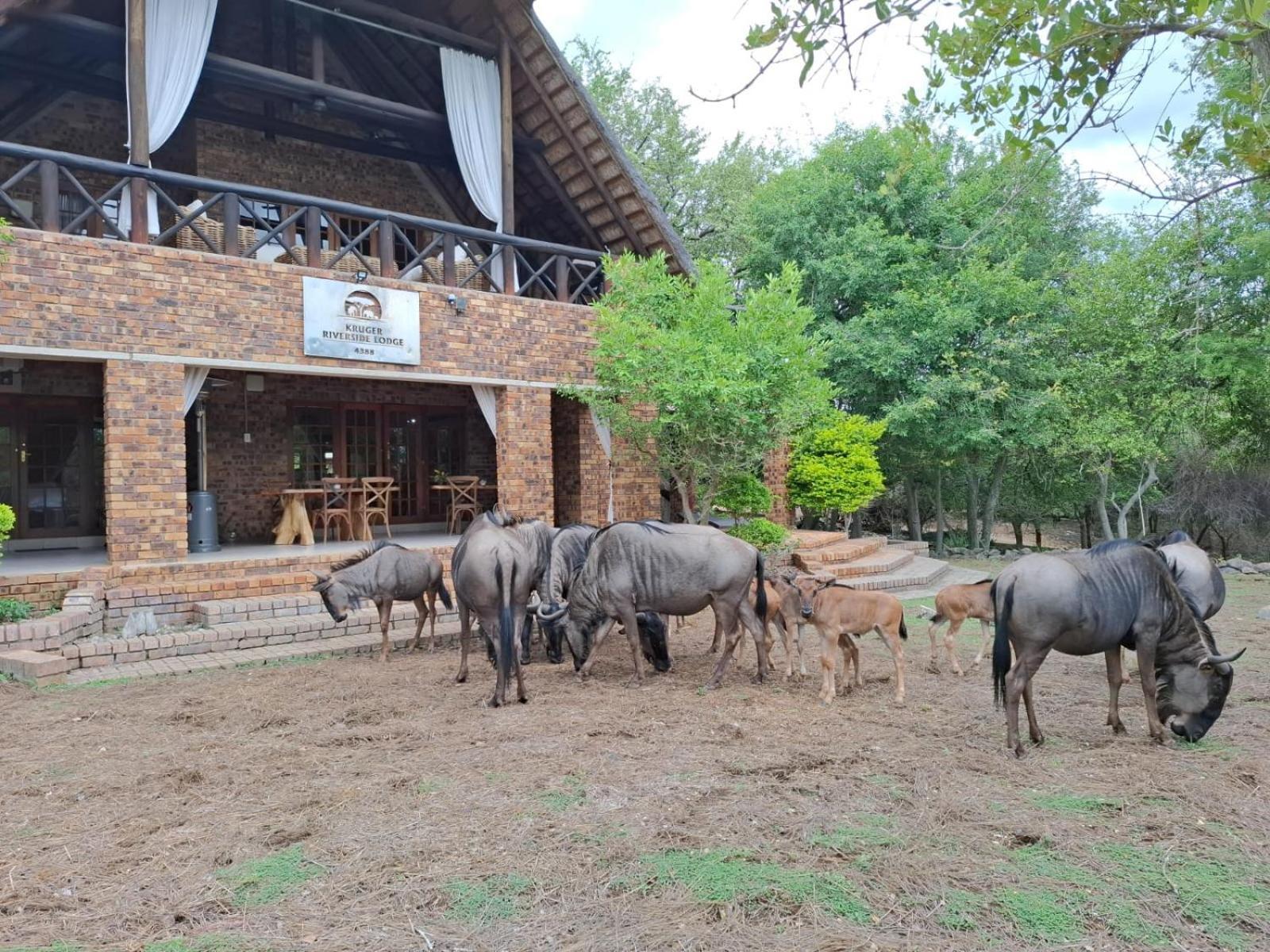 Kruger Riverside Lodge - No Load-Shedding Marloth Park Zewnętrze zdjęcie