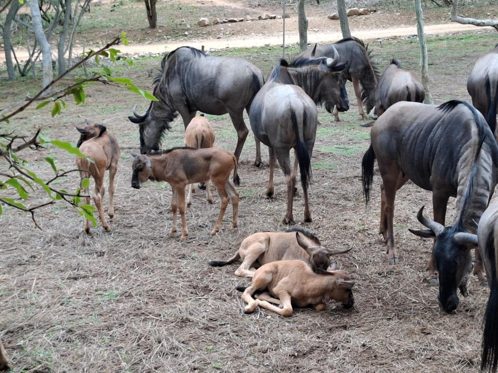 Kruger Riverside Lodge - No Load-Shedding Marloth Park Zewnętrze zdjęcie