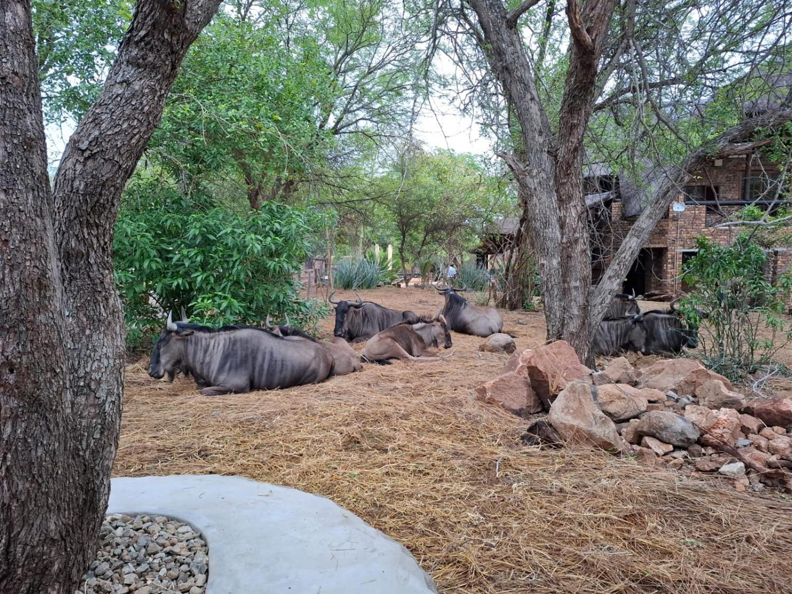 Kruger Riverside Lodge - No Load-Shedding Marloth Park Zewnętrze zdjęcie