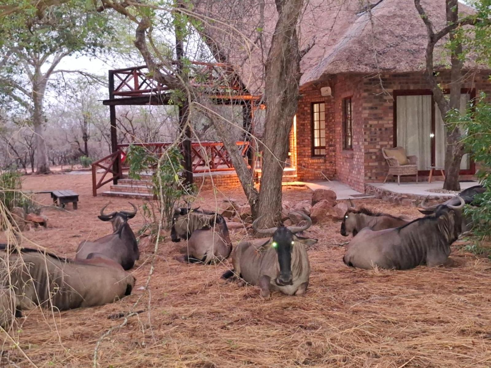 Kruger Riverside Lodge - No Load-Shedding Marloth Park Zewnętrze zdjęcie