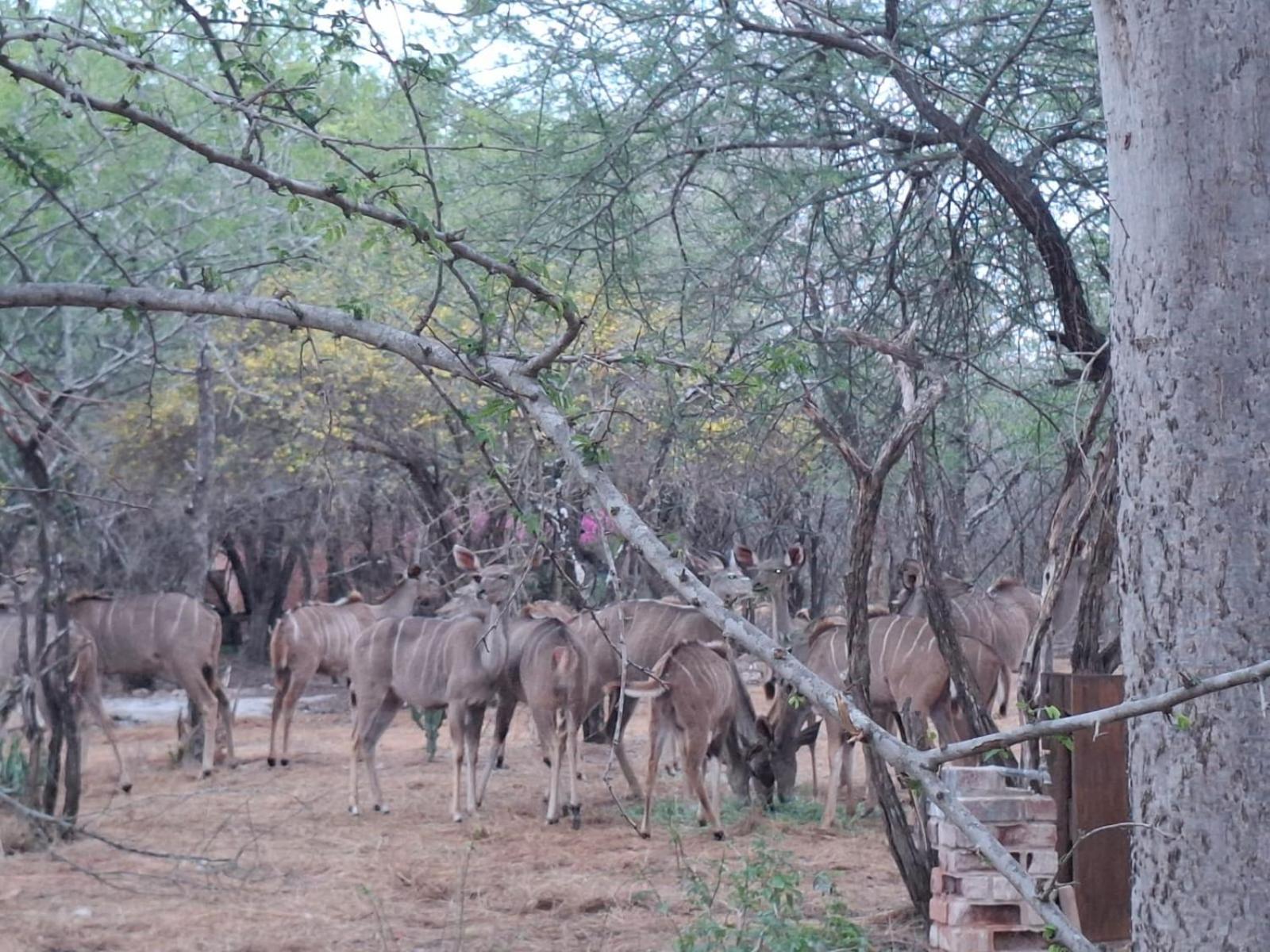 Kruger Riverside Lodge - No Load-Shedding Marloth Park Zewnętrze zdjęcie