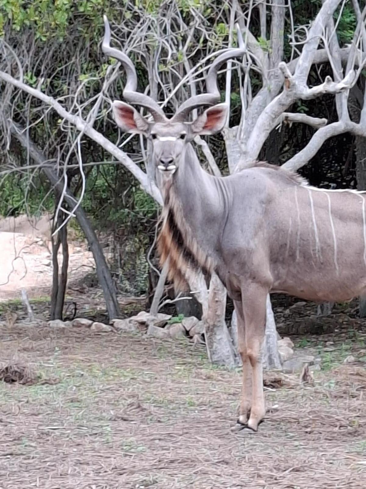 Kruger Riverside Lodge - No Load-Shedding Marloth Park Zewnętrze zdjęcie