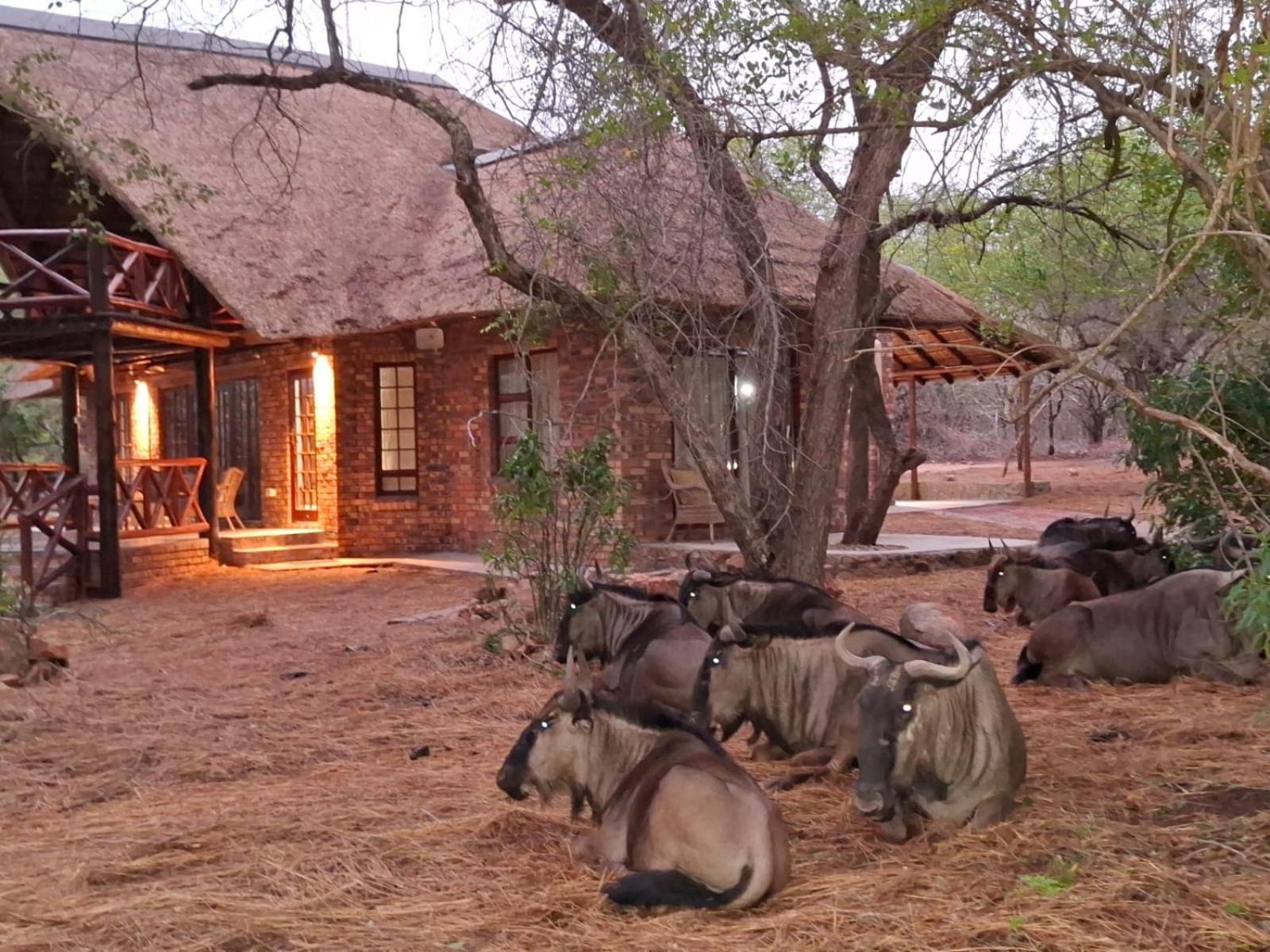 Kruger Riverside Lodge - No Load-Shedding Marloth Park Zewnętrze zdjęcie