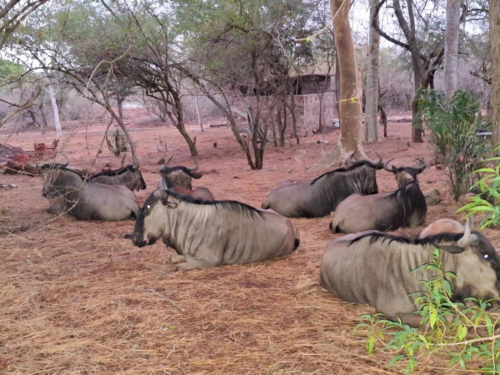 Kruger Riverside Lodge - No Load-Shedding Marloth Park Zewnętrze zdjęcie