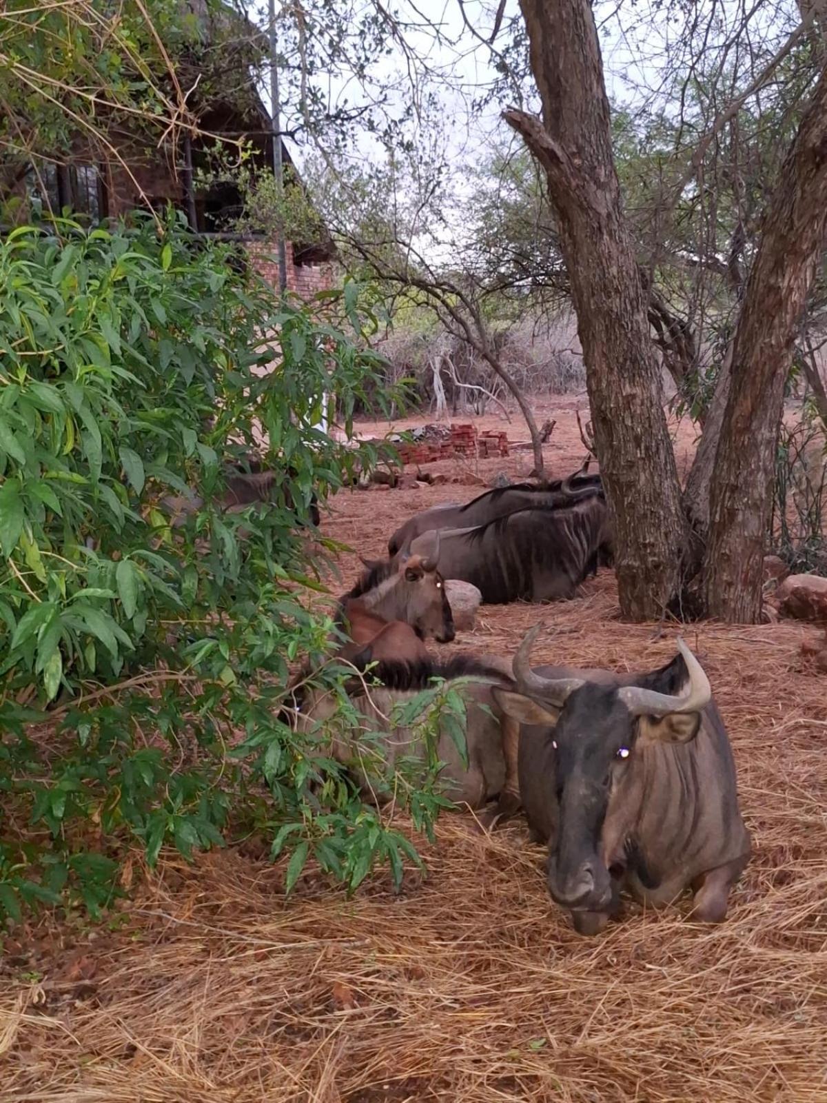 Kruger Riverside Lodge - No Load-Shedding Marloth Park Zewnętrze zdjęcie