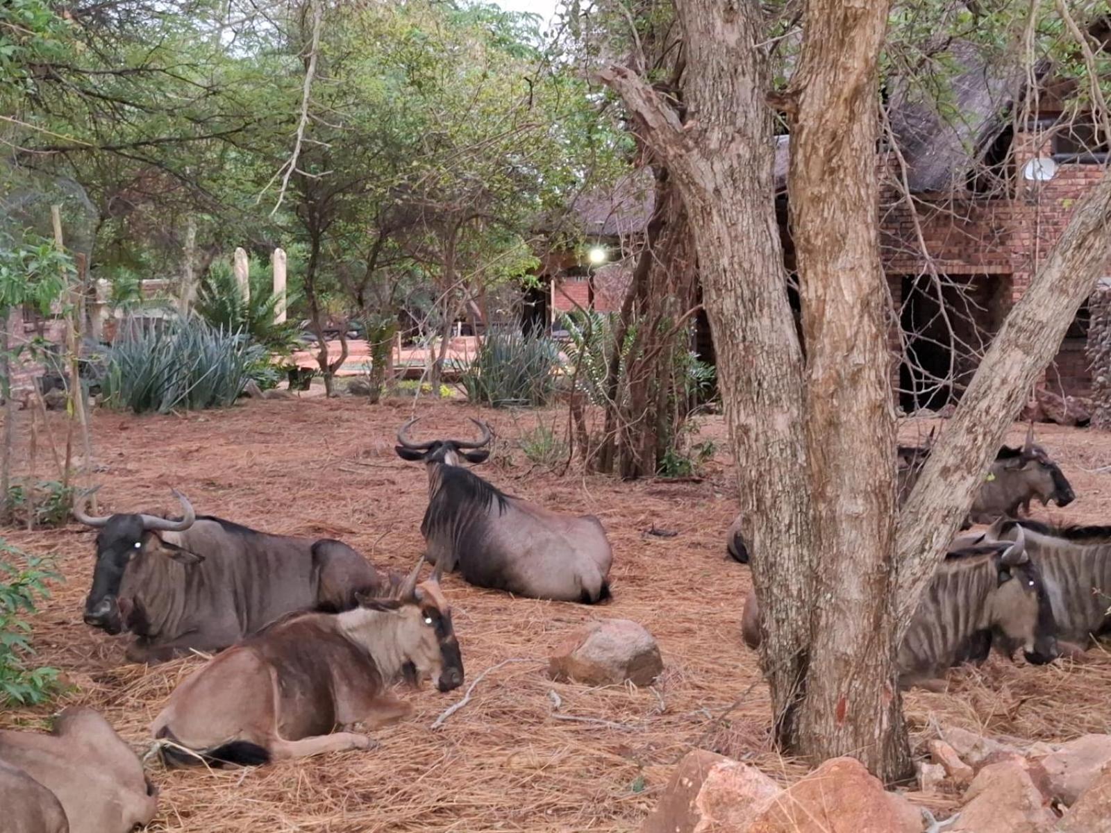 Kruger Riverside Lodge - No Load-Shedding Marloth Park Zewnętrze zdjęcie